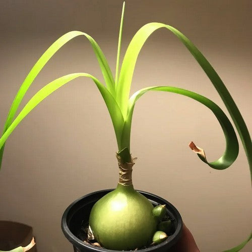 Albuca bracteata 3 Broedbolletjes