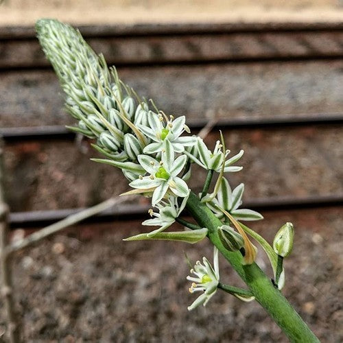 Albuca bracteata 3 Broedbolletjes