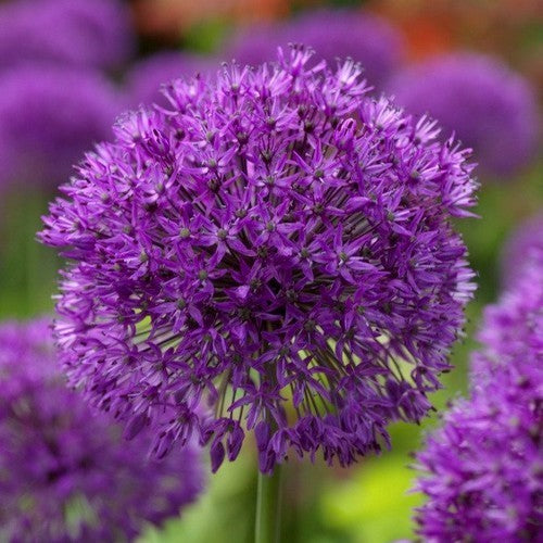 Allium aflatunense 'Purple Sensation'