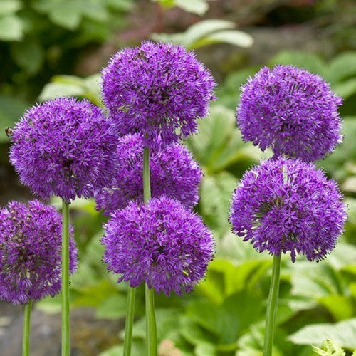 Allium aflatunense 'Purple Sensation'