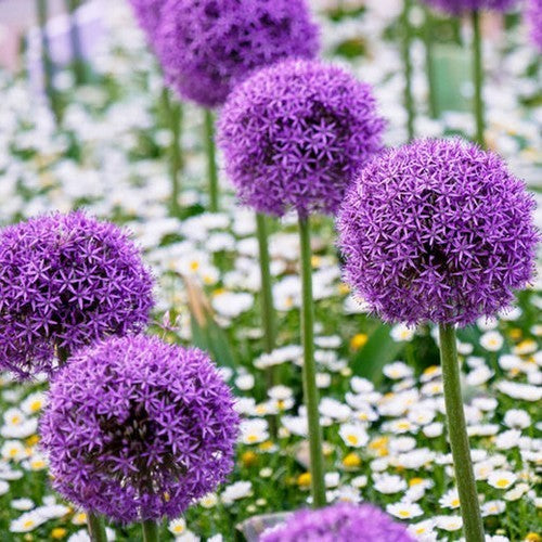 Allium aflatunense 'Purple Sensation'