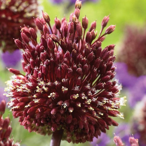 Allium amethystinum 'Red Mohican'