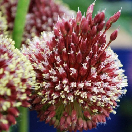 Allium amethystinum 'Red Mohican'