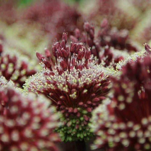 Allium amethystinum 'Red Mohican'
