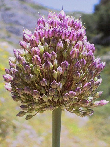 Allium ampeloprasum