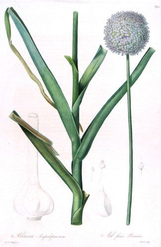 Allium ampeloprasum