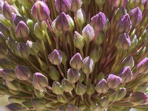 Allium ampeloprasum