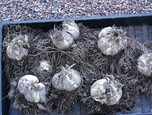 Allium ampeloprasum