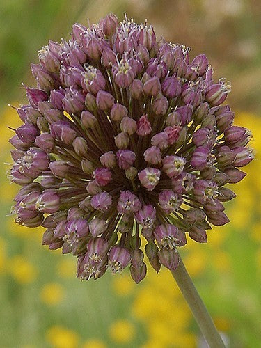 Allium ampeloprasum