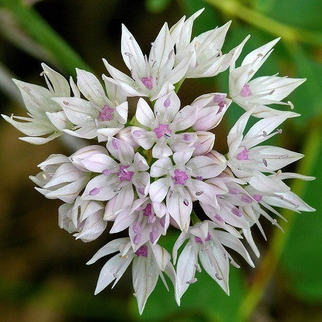 Allium amplectens 'Gracefull Beauty'