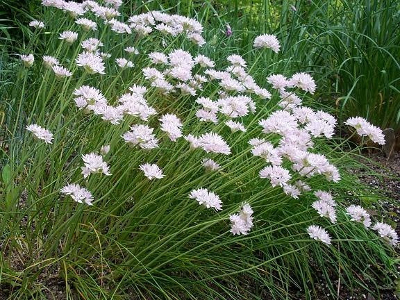 Allium amplectens 'Gracefull Beauty'