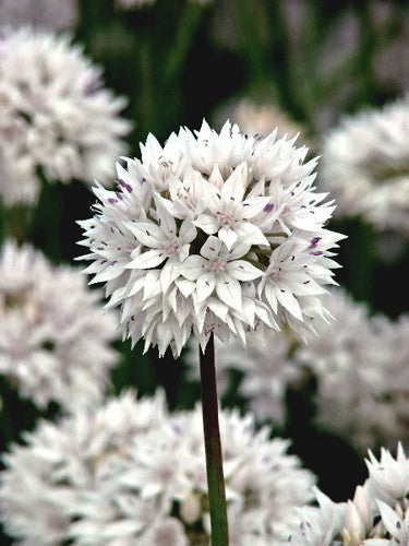 Allium amplectens 'Gracefull Beauty'