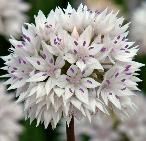 Allium amplectens 'Gracefull Beauty'