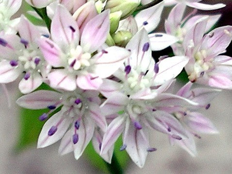 Allium amplectens 'Gracefull Beauty'