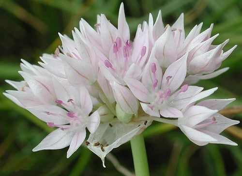 Allium amplectens 'Gracefull Beauty'