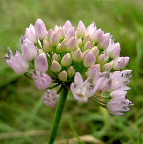 Allium angulosum