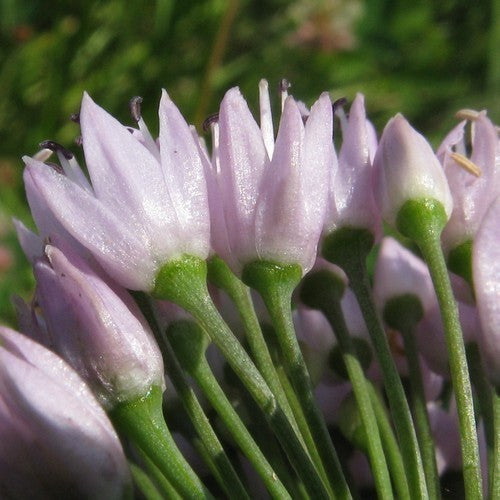 Allium angulosum