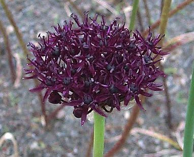 Allium atropurpureum