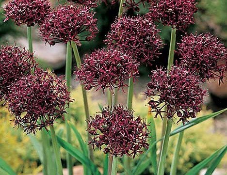 Allium atropurpureum