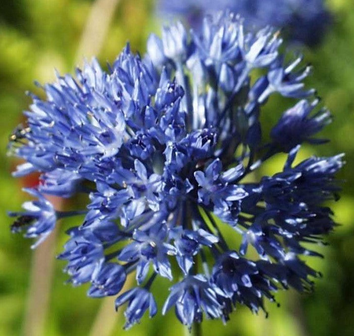 Blue globe onion
