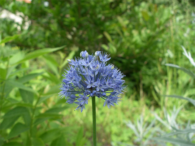 Blue globe onion