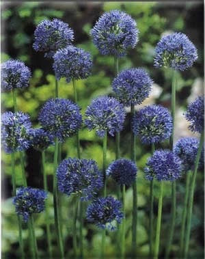 Blue globe onion