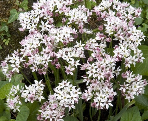 Allium 'Chameleon'