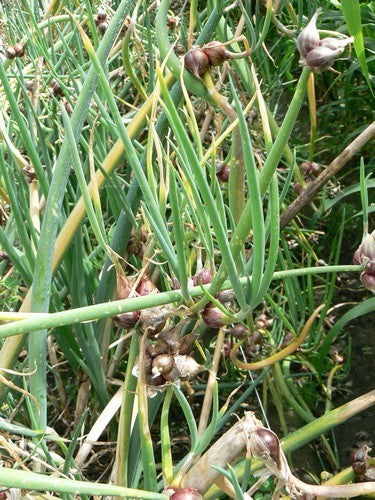Allium cepa var viviparum