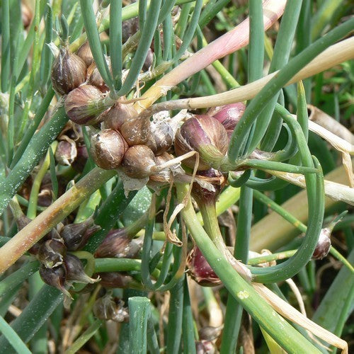 Allium cepa var viviparum