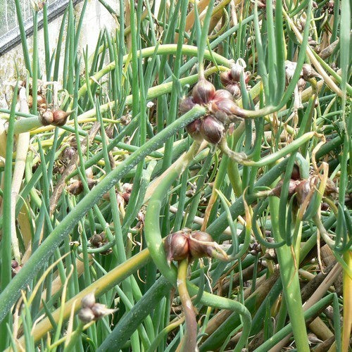 Allium cepa var viviparum