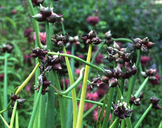 Allium cepa var viviparum