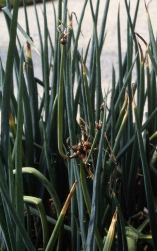 Allium cepa var viviparum