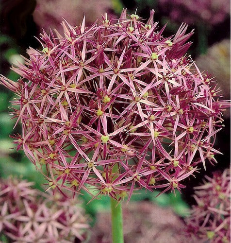 Allium christophii