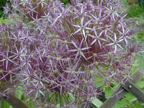 Allium christophii