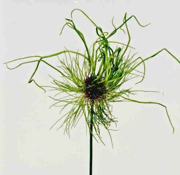 Allium vineale ‘Hair’