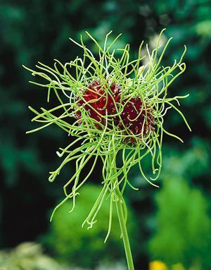 Allium vineale ‘Hair’