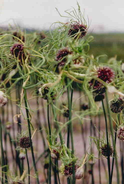 Allium vineale ‘Hair’