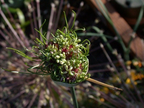 Allium vineale ‘Hair’
