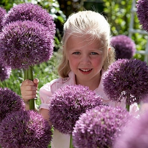 Allium -Hybriden 'Globemaster' / 'Pinball Wizard' / 'Gladiat'