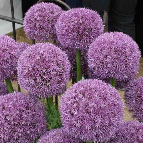 Allium -Hybriden 'Globemaster' / 'Pinball Wizard' / 'Gladiat'