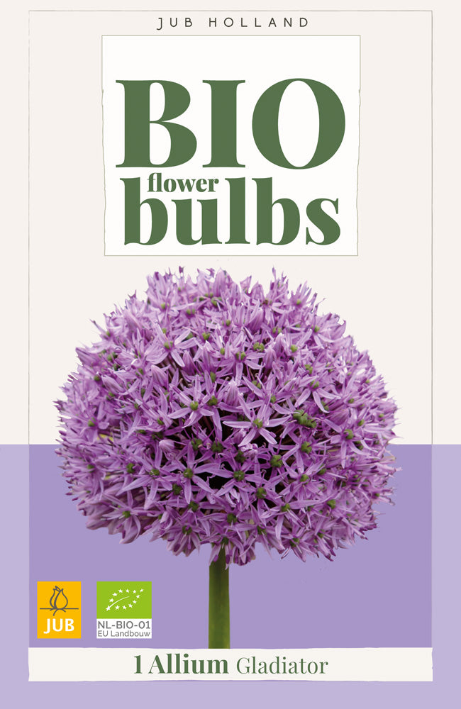 Allium 'Gladiator'