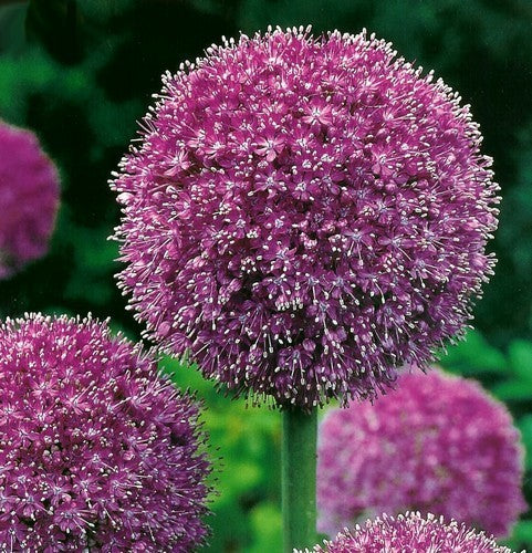Allium -Hybriden 'His Excellency'