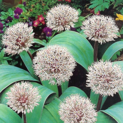 Allium karataviense