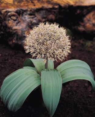 Allium karataviense