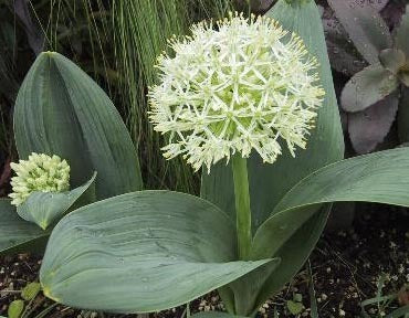 Allium karataviense ‘Ivory Queen’