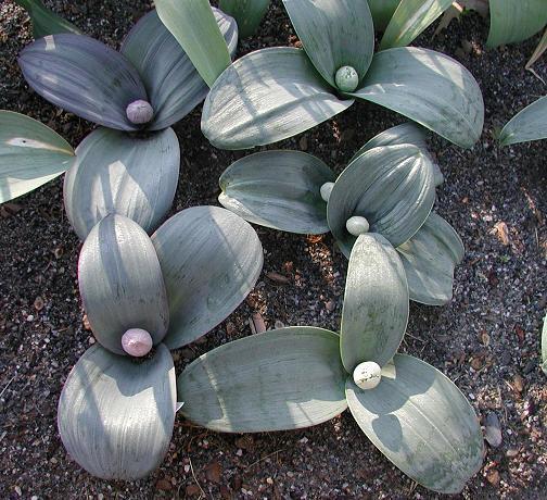 Allium karataviense ‘Ivory Queen’