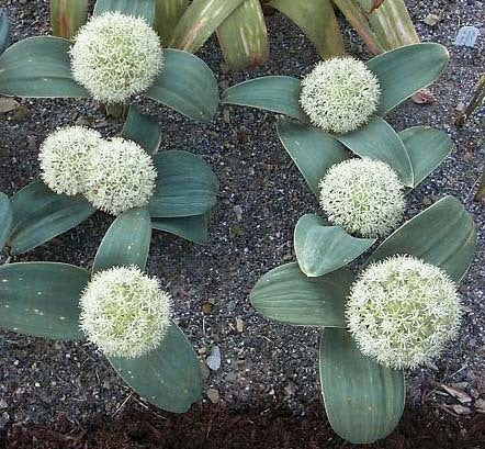 Allium karataviense ‘Ivory Queen’