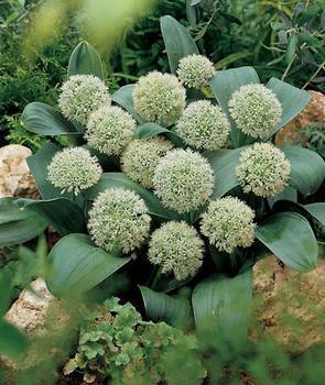 Allium karataviense ‘Ivory Queen’