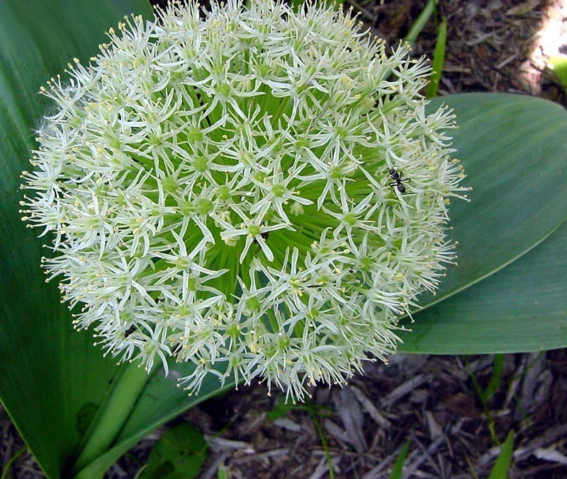 Allium karataviense ‘Ivory Queen’