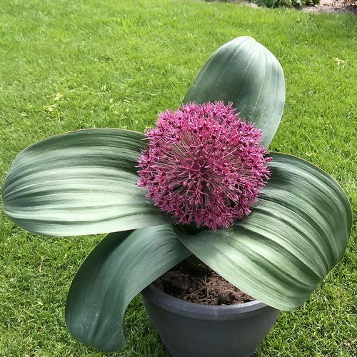 Allium karataviense 'Red Giant'
